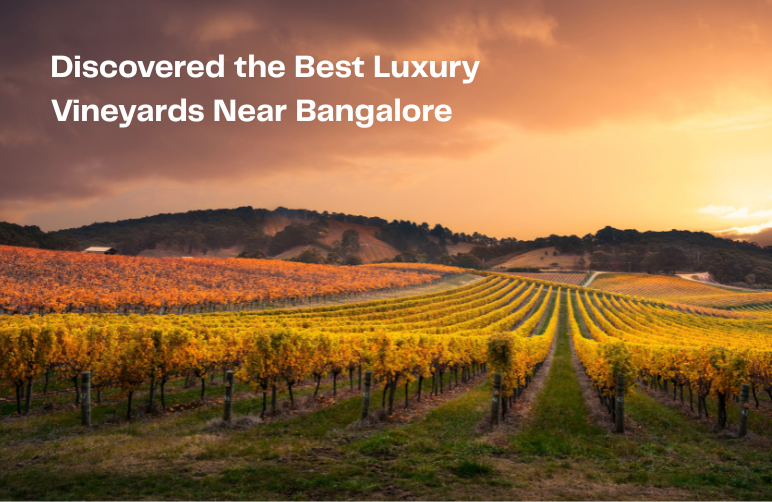 Luxury vineyards near Bangalore