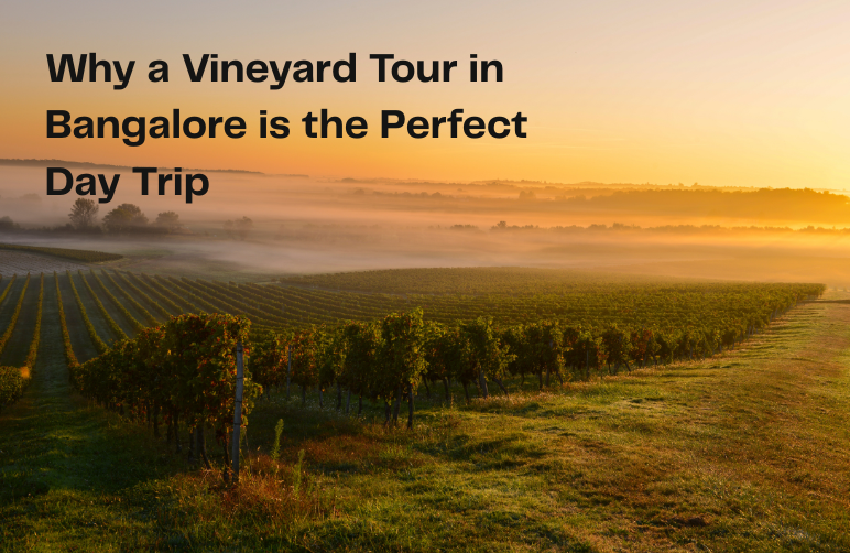 Vineyard Tour in Bangalore